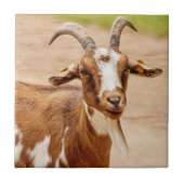 Bruine en witte geit tegeltje (Voorkant)