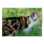 Bruine en witte kat (Voorkant Horizontaal)