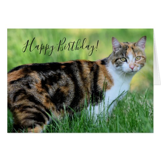 Bruine en witte kat (Voorkant Horizontaal)