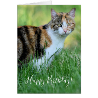 Bruine en witte kat