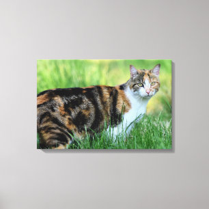 Bruine en witte kat canvas afdruk