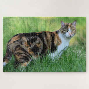 Bruine en witte kat legpuzzel