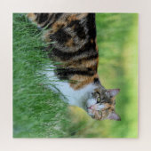Bruine en witte kat legpuzzel (Horizontaal)