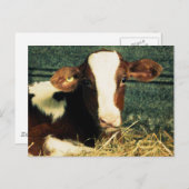 Bruine en witte melkkoe briefkaart (Voorkant / Achterkant)