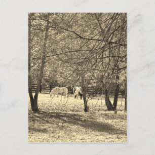 Bruine en witte paarden in de boom. Sepia Tone Briefkaart
