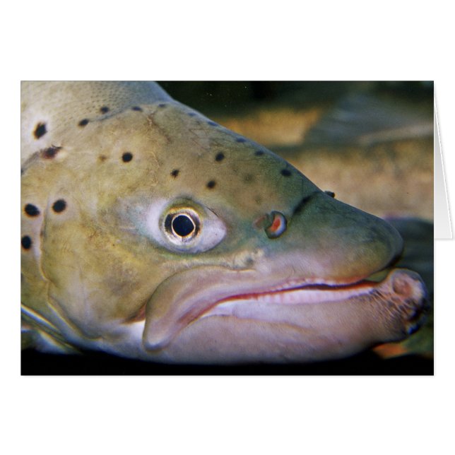 Bruine forel (Voorkant Horizontaal)