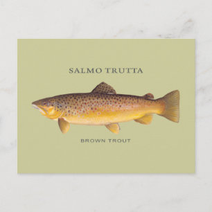 Bruine forel met  illustratie briefkaart