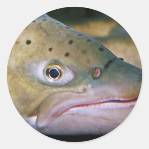 Bruine forel ronde sticker