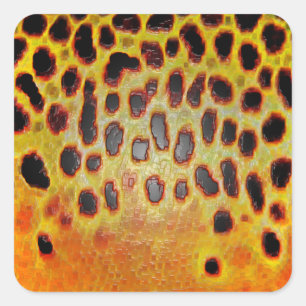 Bruine forel - Stickers