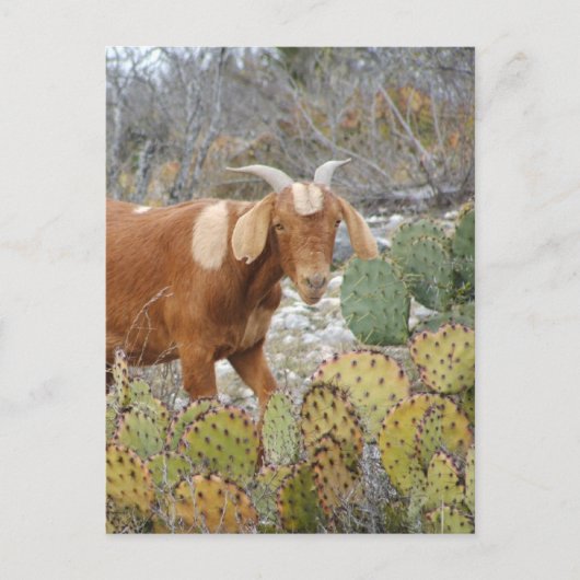 Bruine gespikkelde geit briefkaart (Voorkant)