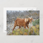 Bruine gevlekte geit briefkaart (Voorkant / Achterkant)