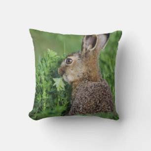 Bruine haas, Lepus europaeus, jong eet, Kussen