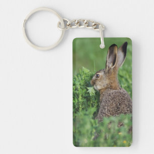 Bruine haas, Lepus europaeus, jong eet, Sleutelhanger