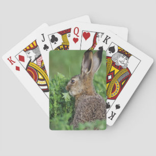 Bruine haas, Lepus europaeus, jong eet, Speelkaarten
