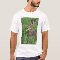 Bruine haas, Lepus europaeus, jong eet,