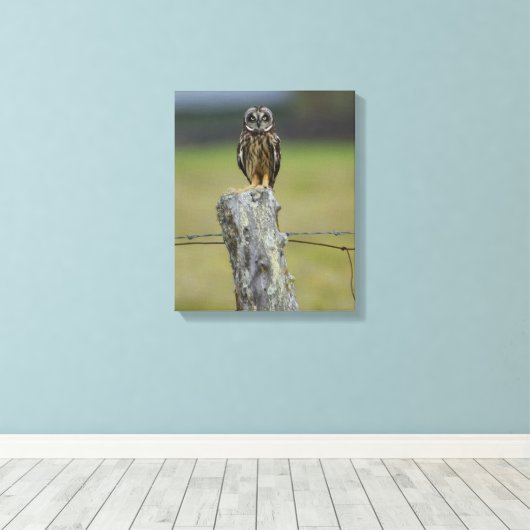 Bruine Hawaïaanse Uil Zittend op een Hek Post Canvas Afdruk (Insitu (Houten vloer))