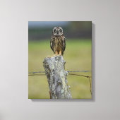 Bruine Hawaïaanse Uil Zittend op een Hek Post Canvas Afdruk (Voorkant)
