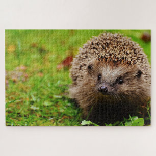 Bruine hegdehog op gras legpuzzel