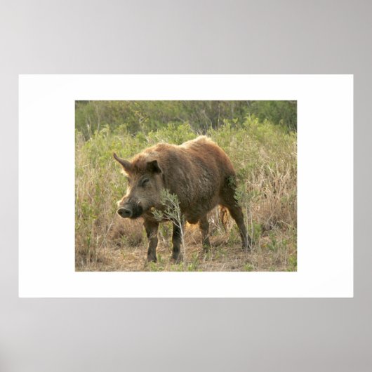 Bruine hog. poster (Voorkant)