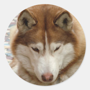 Bruine Husky Stickers