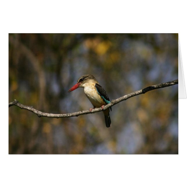 Bruine kingfisher (Voorkant Horizontaal)
