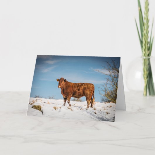 Bruine koe in een besneeuwd veld kaart (Voorkant)