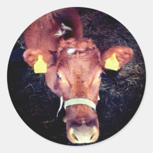 Bruine koe ronde sticker