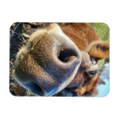 Bruine Koe Super Close-up Magneet (Horizontaal)