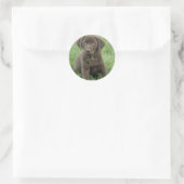 Bruine Labrador Puppy Stickers (Tas)