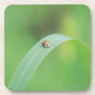 Bruine ladybug onderzetter