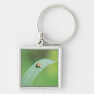 Bruine ladybug sleutelhanger