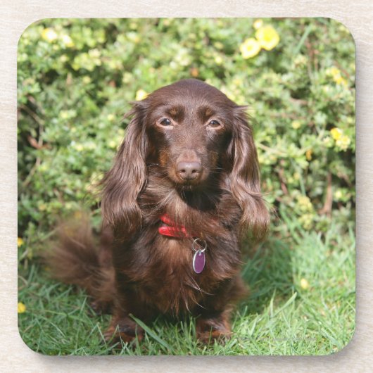Bruine, langharige miniatuur Dachshund Bier Onderzetter (Voorkant)