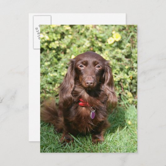 Bruine, langharige miniatuur Dachshund Briefkaart (Voorkant / Achterkant)