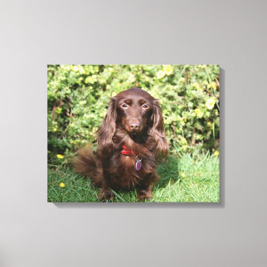 Bruine, langharige miniatuur Dachshund Canvas Afdruk (Voorkant)