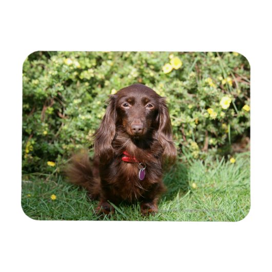 Bruine, langharige miniatuur Dachshund Magneet (Horizontaal)