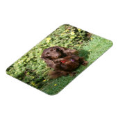 Bruine, langharige miniatuur Dachshund Magneet (Linkerzijde)