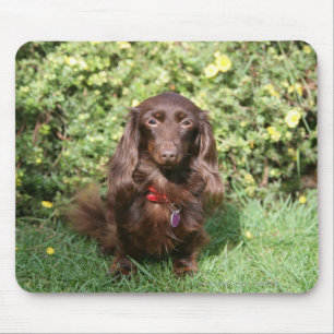 Bruine, langharige miniatuur Dachshund Muismat