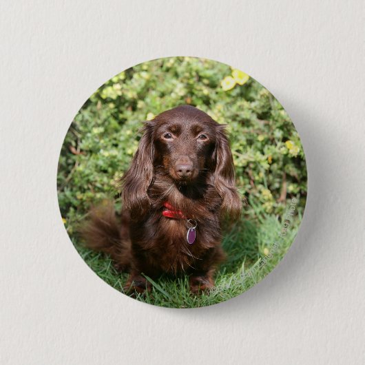 Bruine, langharige miniatuur Dachshund Ronde Button 5,7 Cm (Voorkant)