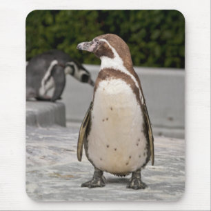 Bruine Magelhaes Pinguïn Muismat