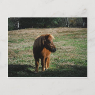 bruine minipaarden briefkaart