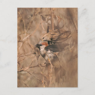 Bruine mussen in een struik Natuurfotografie Briefkaart
