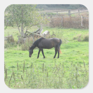  bruine paarden uit het Boerderij van de puinhoop Vierkante Sticker