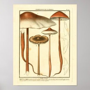 bruine paddenstoelen Franse kunst afdrukken Poster