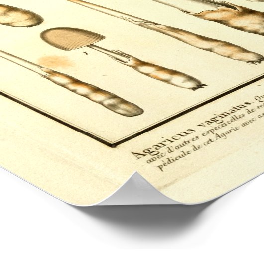 bruine paddenstoelen Franse kunst afdrukken Poster (Hoek)