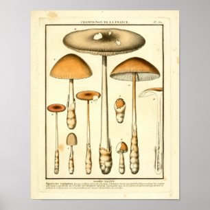  bruine paddenstoelen Franse kunst afdrukken Poster