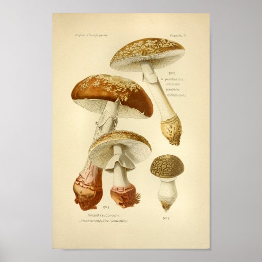  bruine paddenstoelen Kunst print Frans (Voorkant)