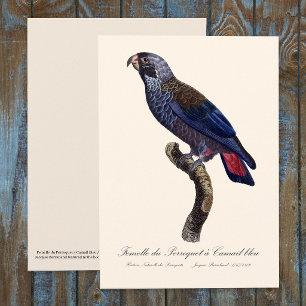 Bruine papegaai, Pionus fuscus Bedankkaart