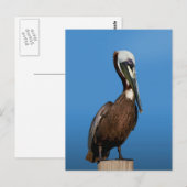 Bruine Pelican Bird op Post Briefkaart (Voorkant / Achterkant)
