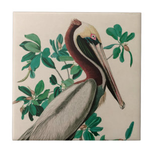 Bruine Pelican Birds of America Audubon Print Tegeltje