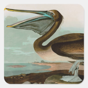 Bruine Pelican Birds of America Audubon Print Vierkante Sticker